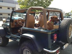makakadi_hunde_im _jeep_13__2232